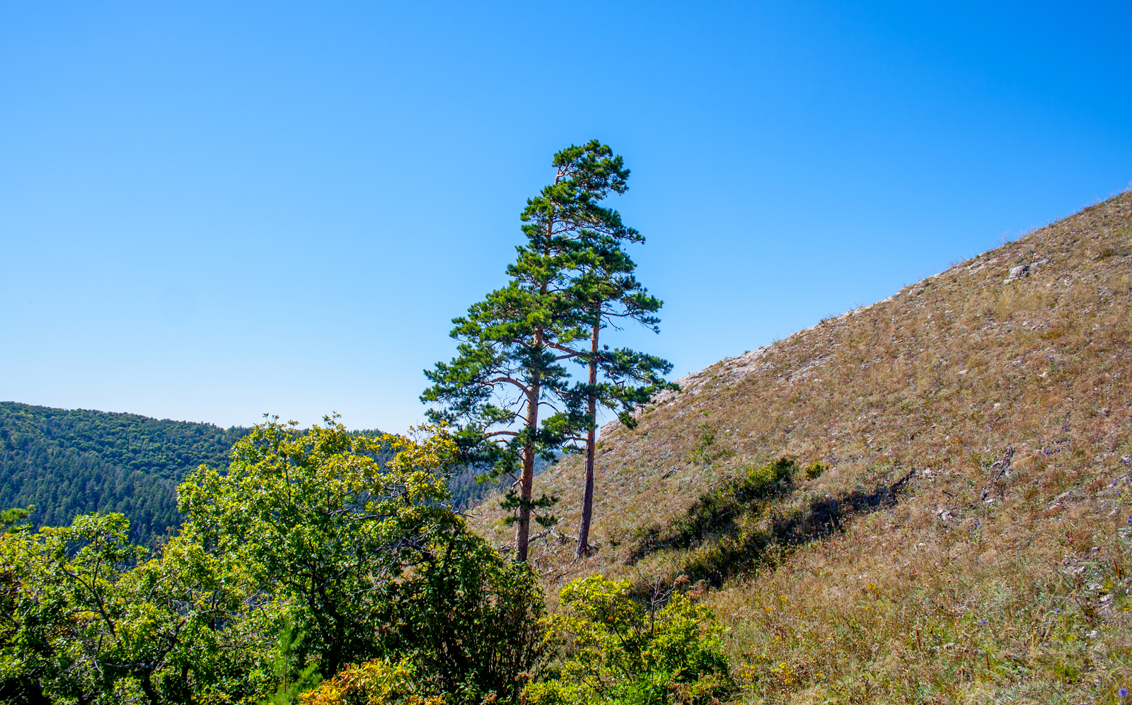 The beauty of Samarskaya Luka - My, The photo, Nature, Samarskaya luka