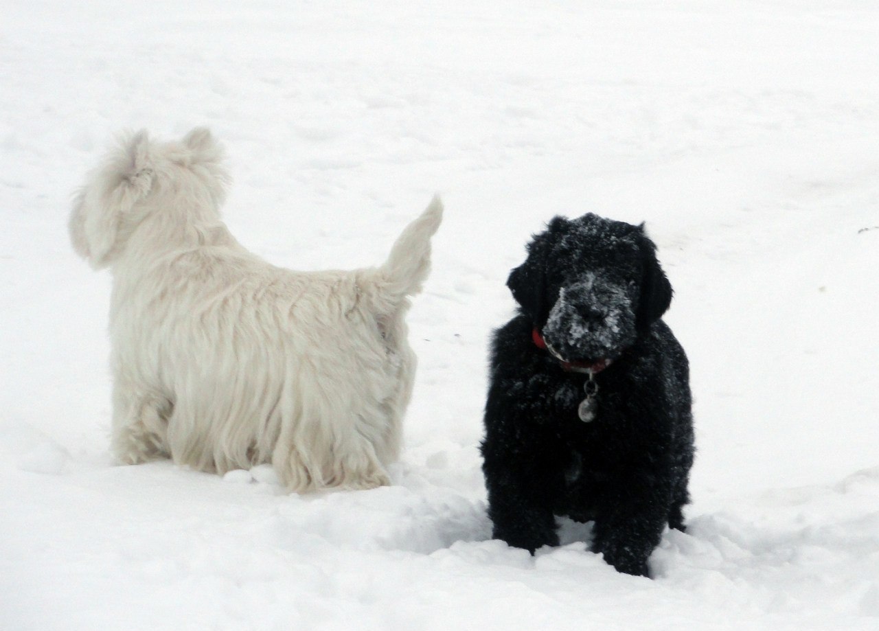 Tales of Bely and Vestus - , West Highland White Terrier, Russian Black Terrier, , Dogs and people, Longpost, Dog