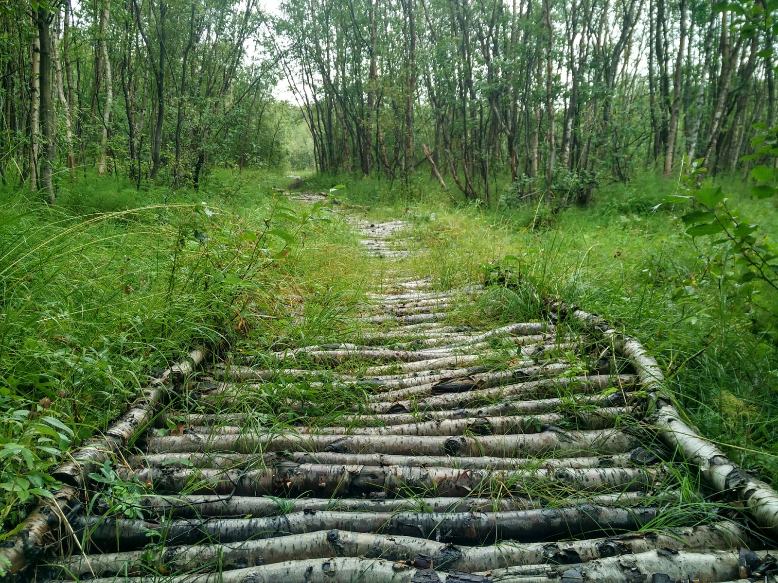 Summer Arctic to your feed - My, Severomorsk, Arctic, Nature, The nature of Russia, Longpost