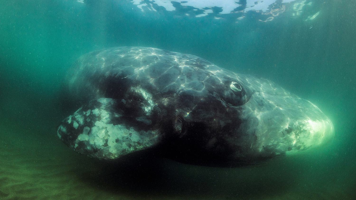 Good Giants of Wrangel Bay - My, Whale, Bowhead whales, Animals, Wrangel Island, Дальний Восток, Longpost