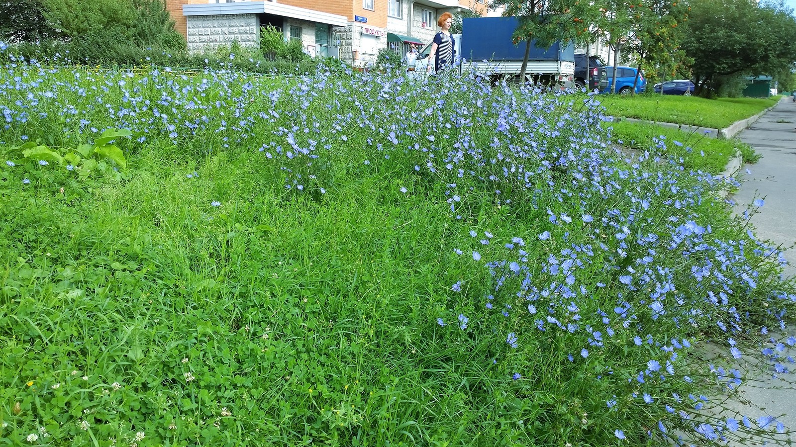 Chicory - My, My, Ecology, Longpost