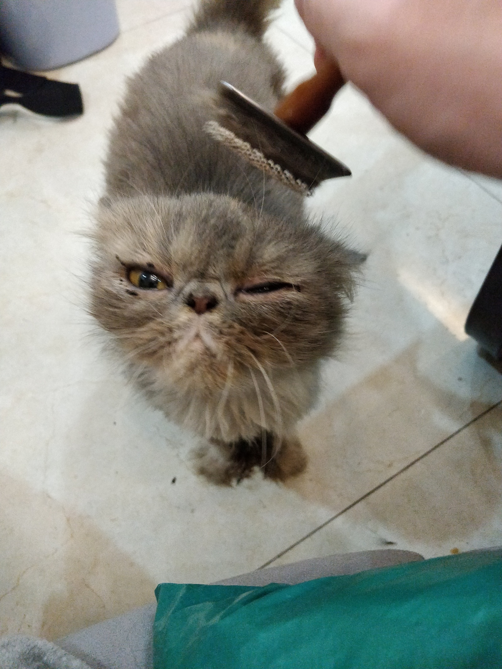 Fast. - My, cat, Tricolor cat, Persian cat, For subscribers, Longpost