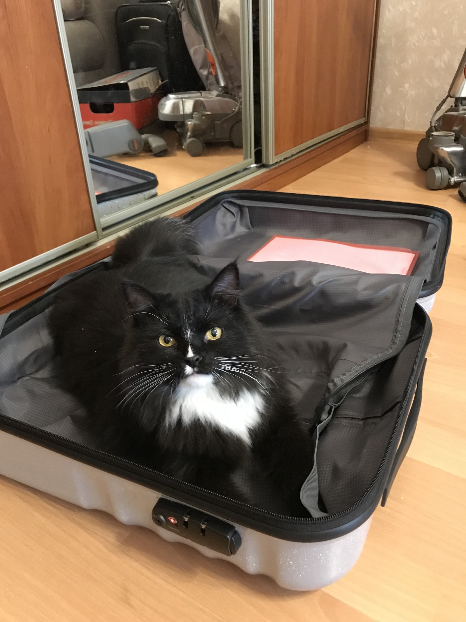 I'm packing my suitcase. - My, My, cat, Suitcase, Milota, Travels, Animals