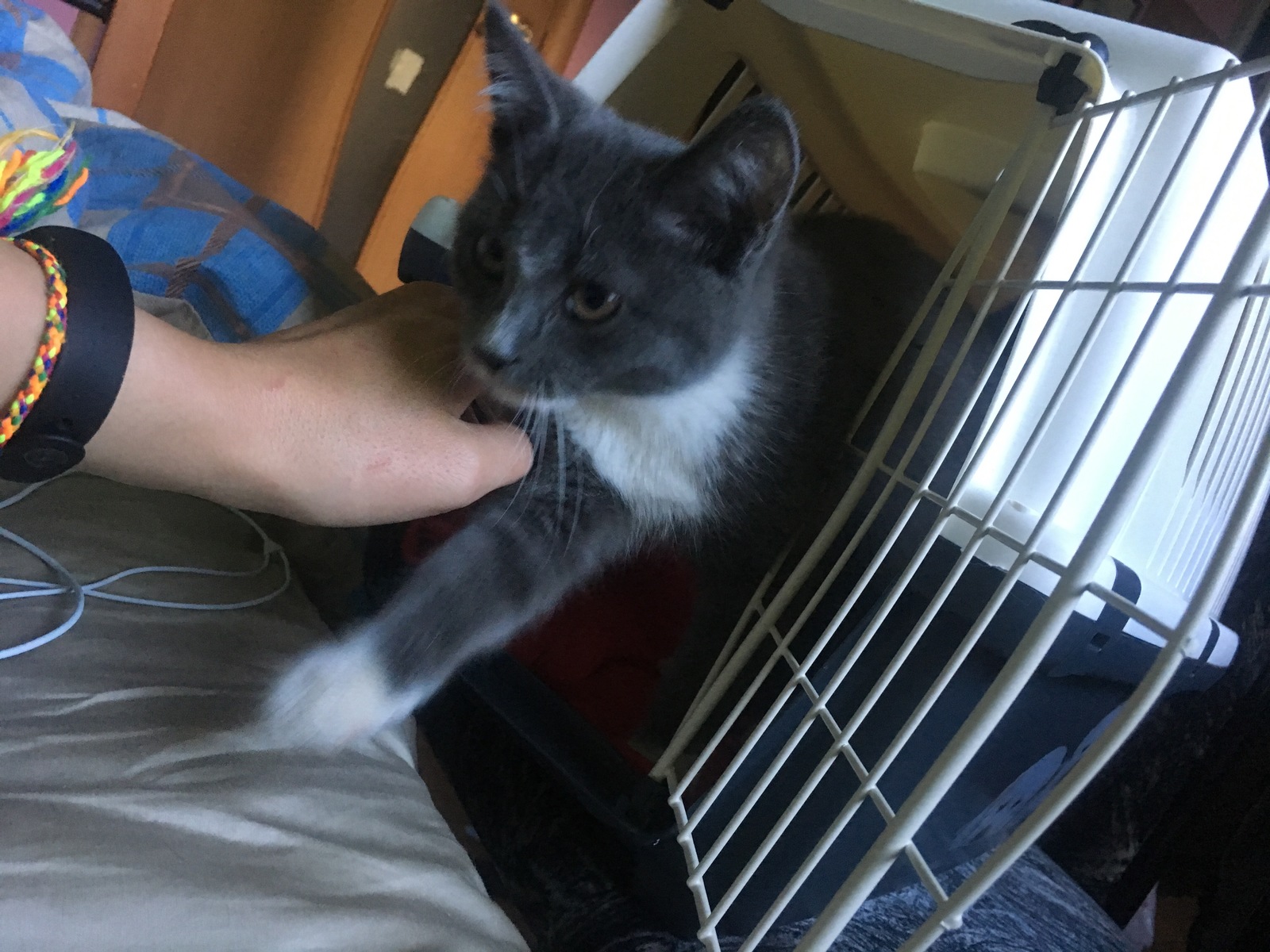 Kitty has found a new home! - My, cat, Kindness, New house, Meow, Longpost