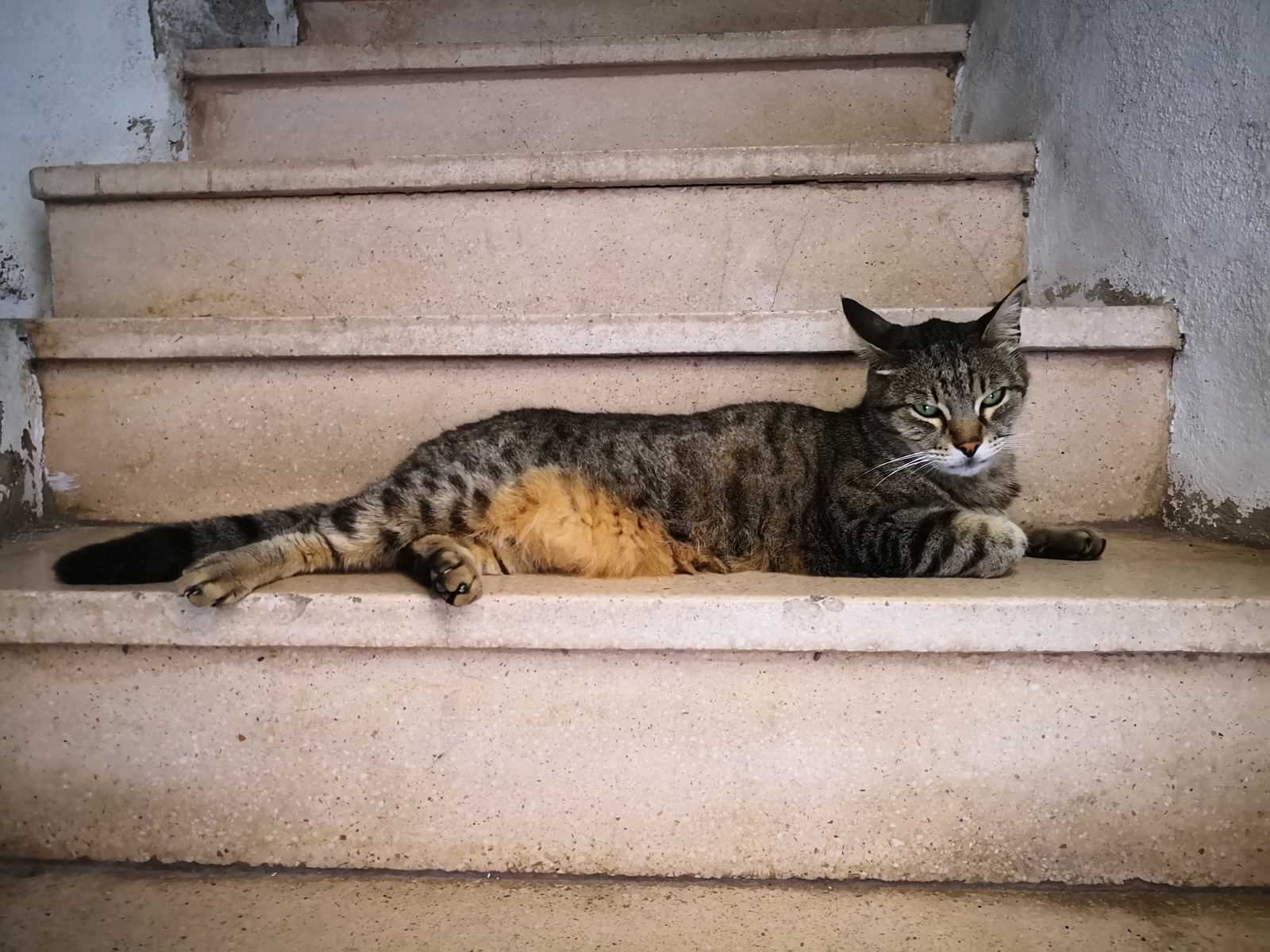 Roquebrune cats - My, cat, The photo, Milota, Longpost