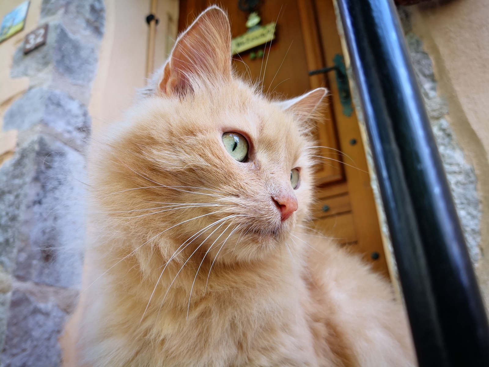 Roquebrune cats - My, cat, The photo, Milota, Longpost