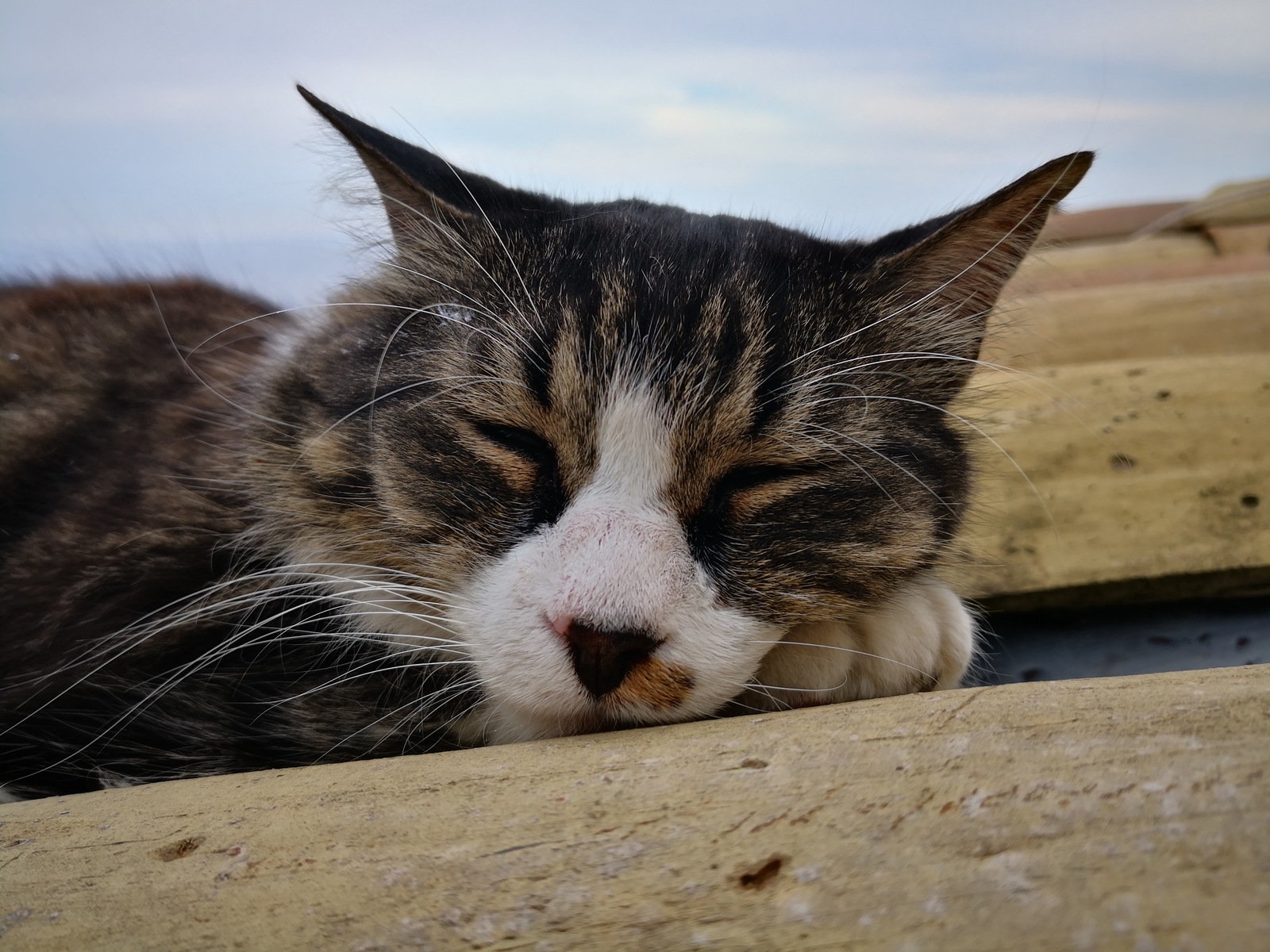 Roquebrune cats - My, cat, The photo, Milota, Longpost