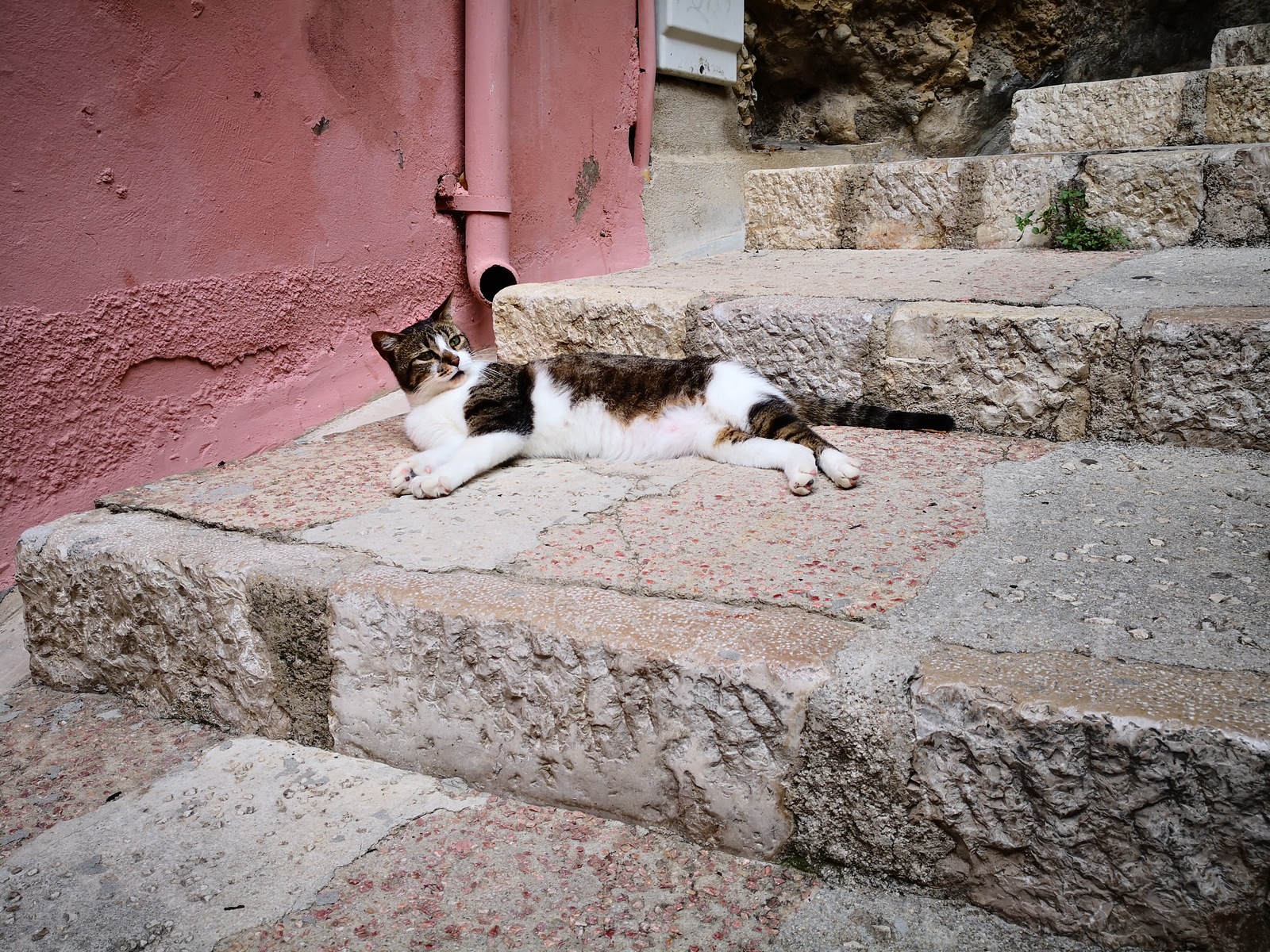 Roquebrune cats - My, cat, The photo, Milota, Longpost