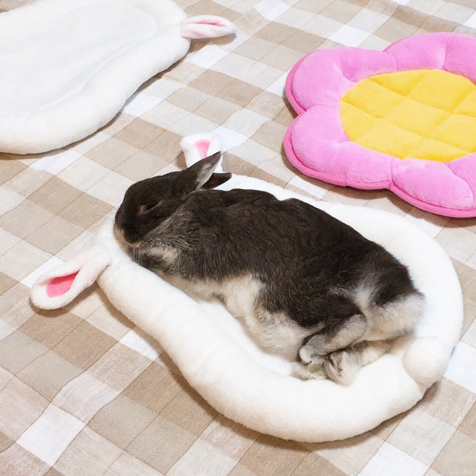 Sweet dreams: 3 - Rabbit, Dream, Milota, The photo, Pets, Longpost