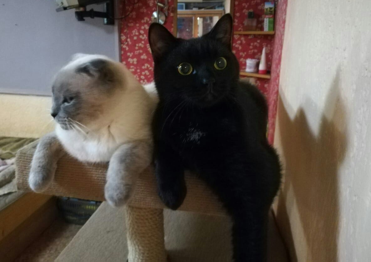 Coconut and Lucifer - My, cat, The photo, Longpost