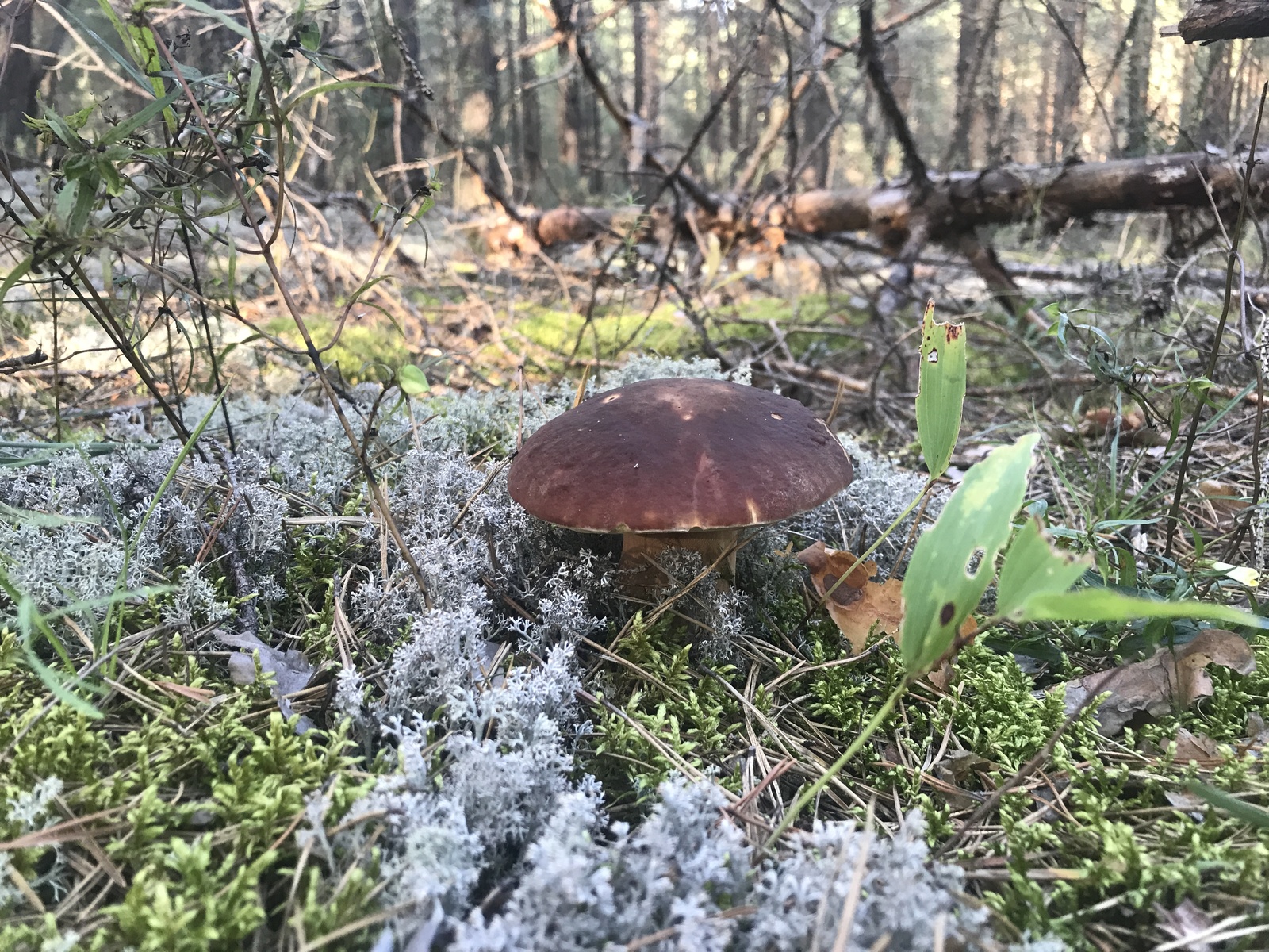 Frolishchi Nizhny Novgorod - My, , Mushrooms, Borovik, Porcini, Silent hunt, , Mushroom pickers, Longpost