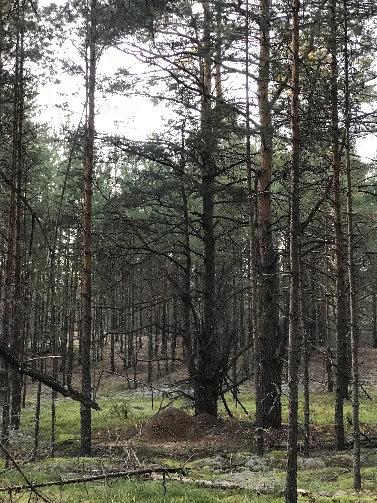 Фролищи нижегородские - Моё, Фролищи, Грибы, Боровик, Белый гриб, Тихая охота, Грибник, Грибники, Длиннопост