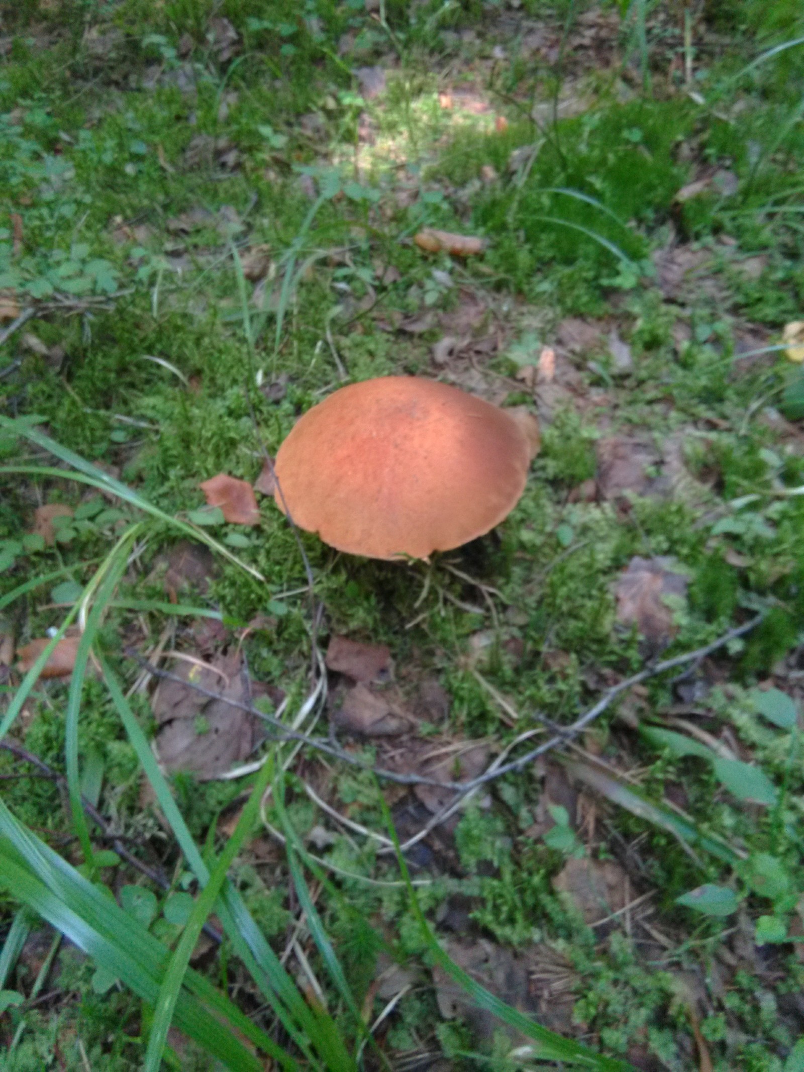 Nice walk in the forest. - Подмосковье, Mushrooms, White, Boletus, Hedgehog, Longpost