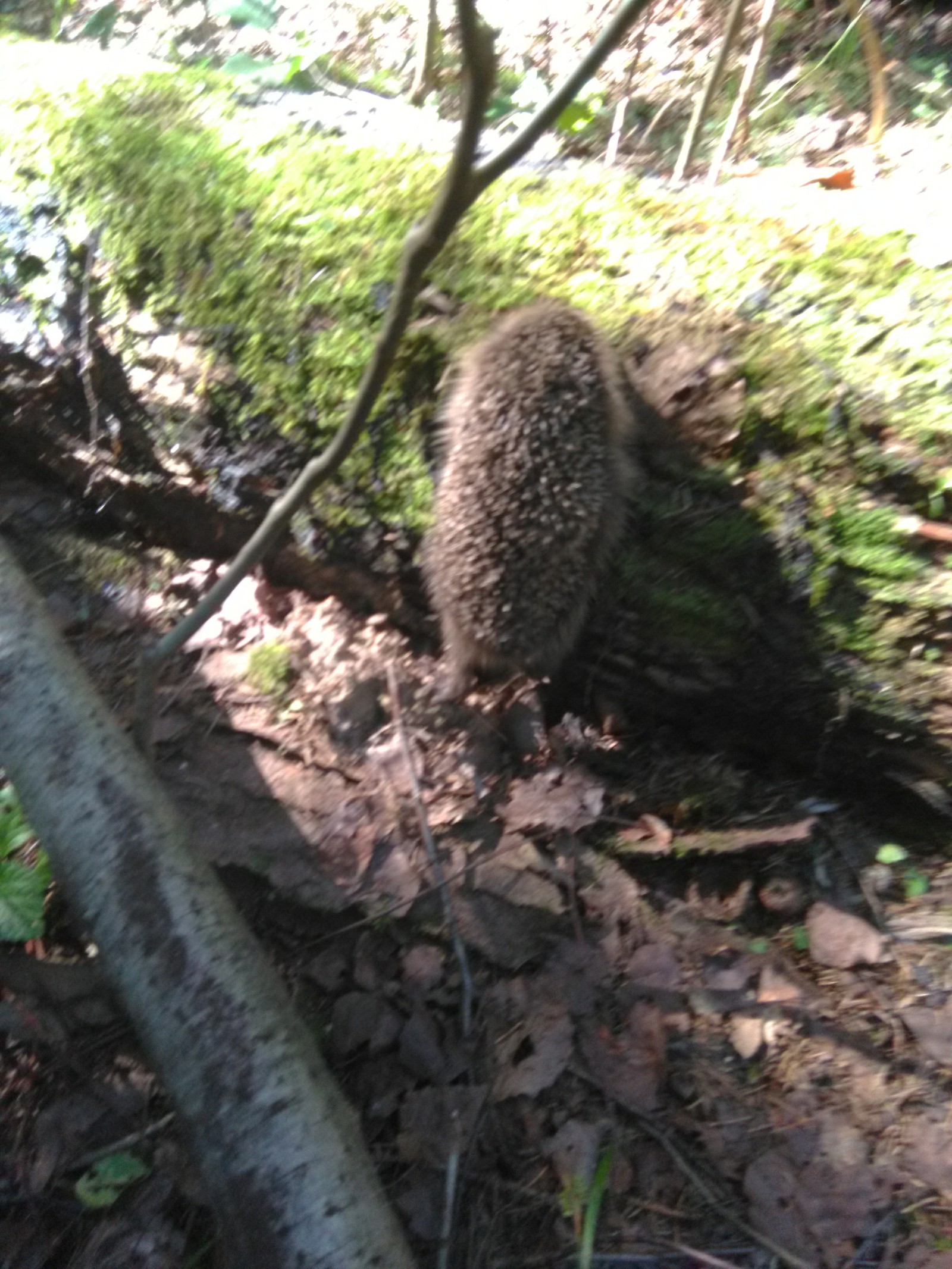 Nice walk in the forest. - Подмосковье, Mushrooms, White, Boletus, Hedgehog, Longpost