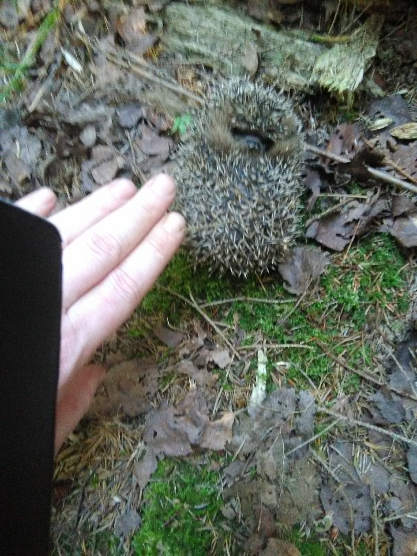 Nice walk in the forest. - Подмосковье, Mushrooms, White, Boletus, Hedgehog, Longpost