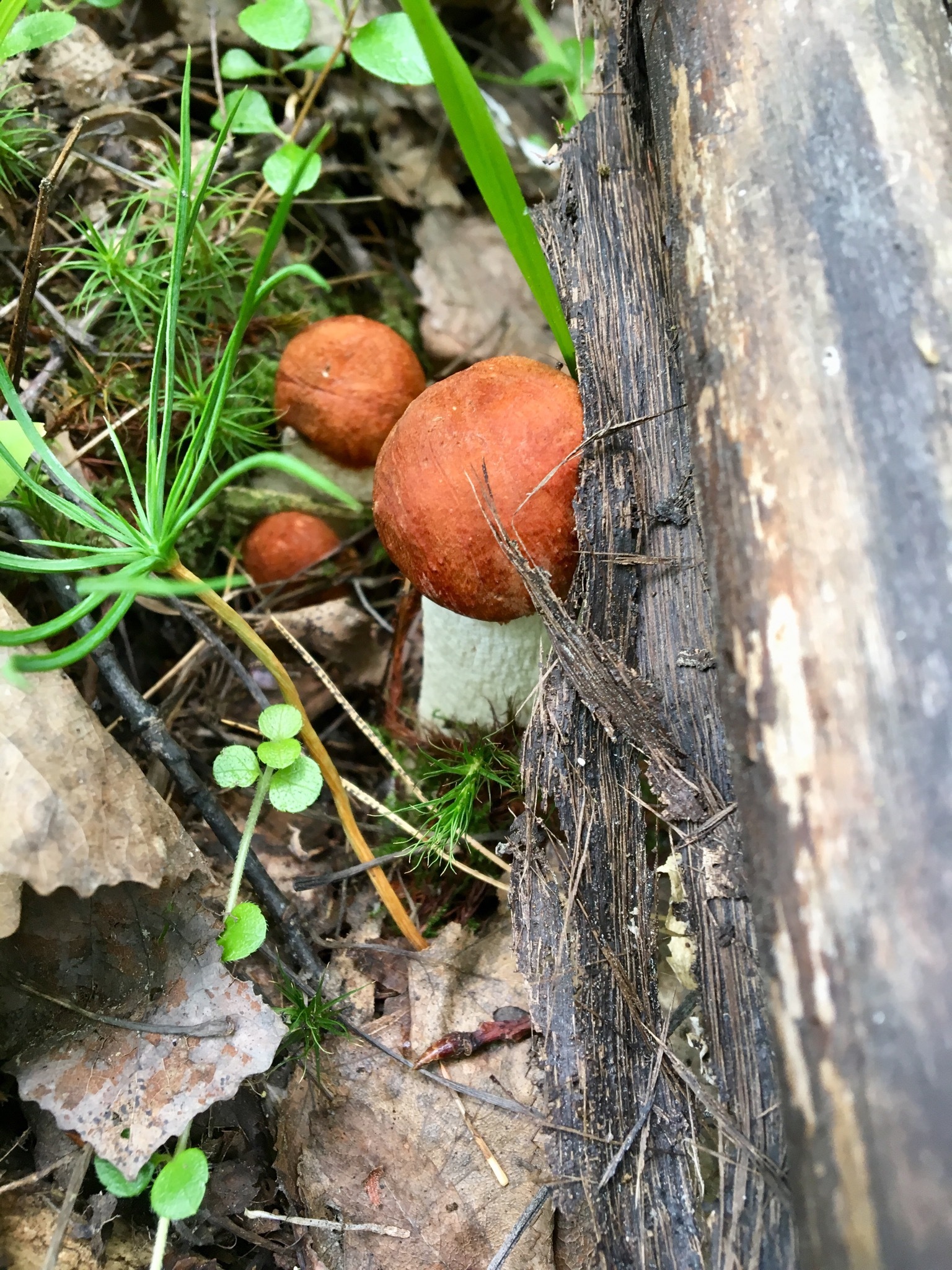 Walk in the woods - My, Mushrooms, Forest, Silent hunt, Longpost