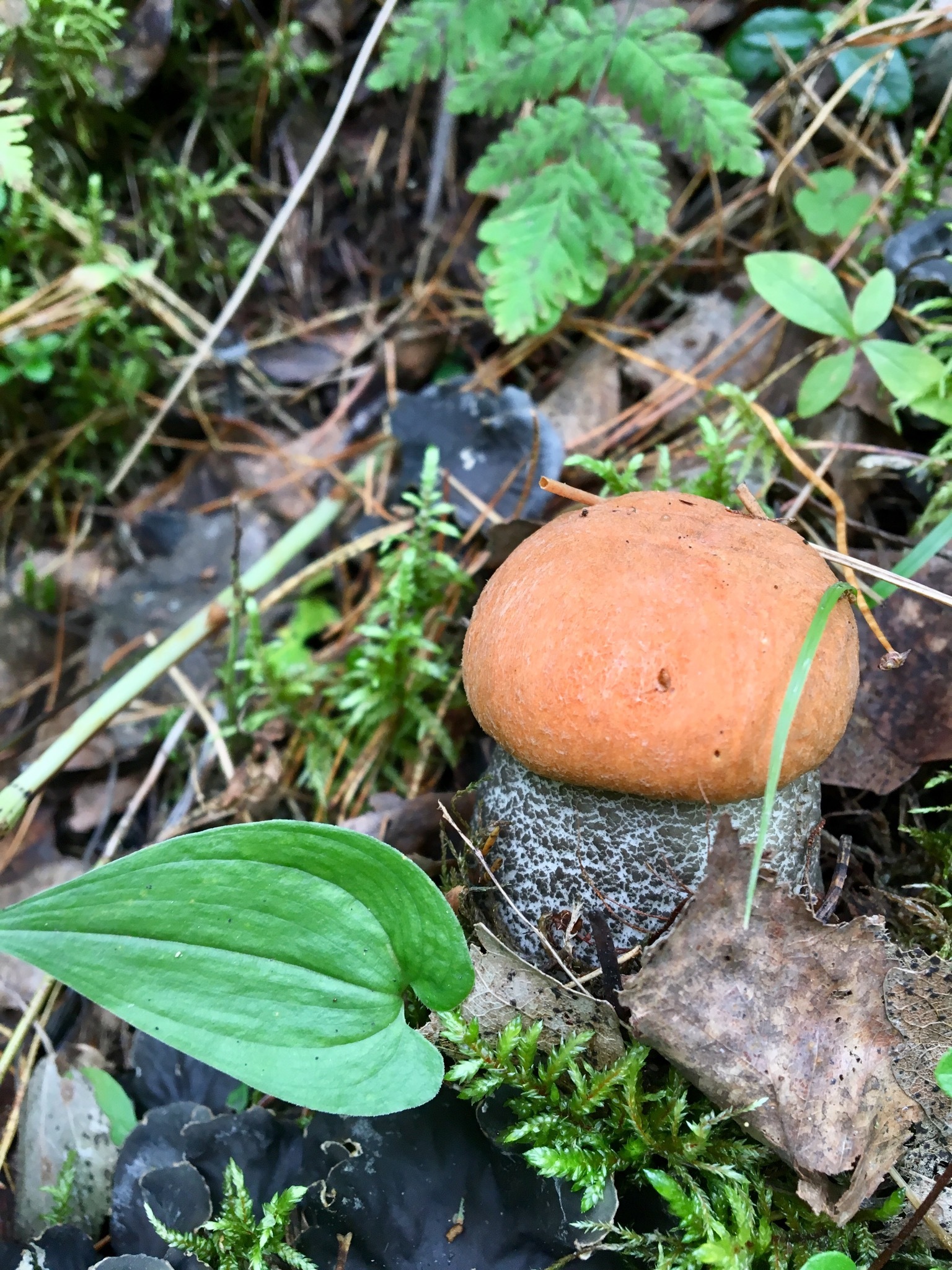 Walk in the woods - My, Mushrooms, Forest, Silent hunt, Longpost