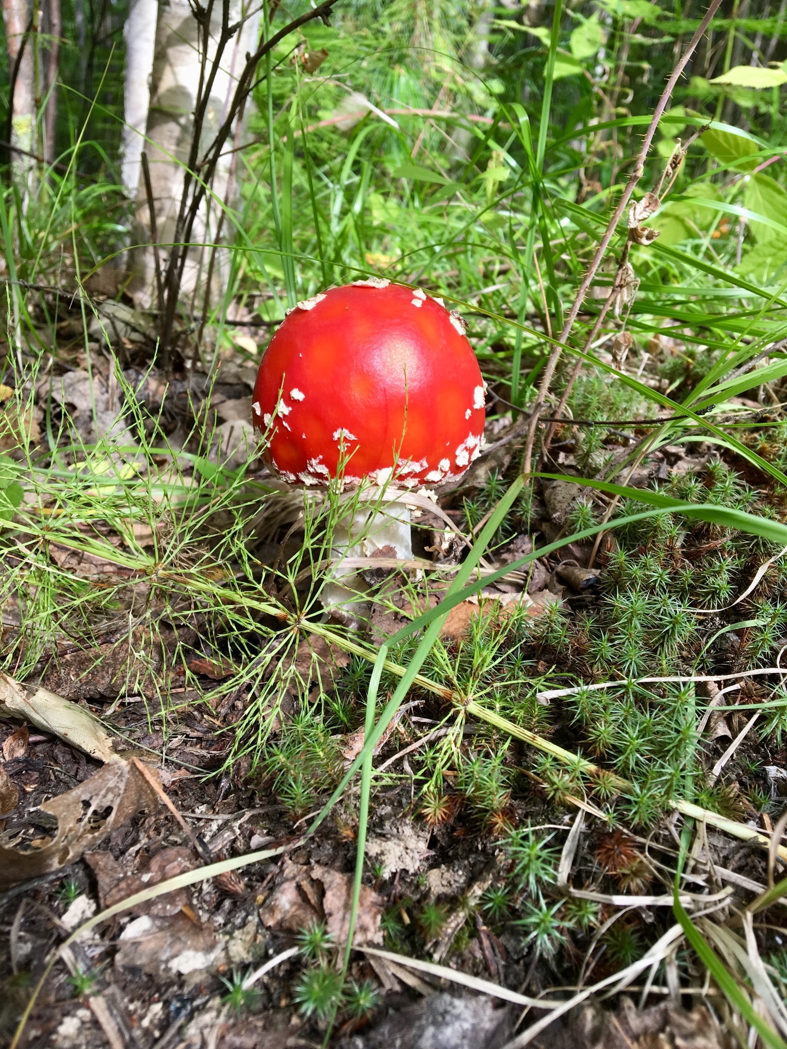 Walk in the woods - My, Mushrooms, Forest, Silent hunt, Longpost