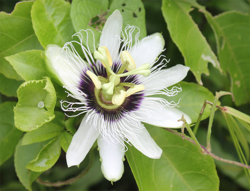 Passiflora, she is a passion flower, she is also a granadilla, you can just passion fruit - Passionflower, , Passion fruit, , Longpost