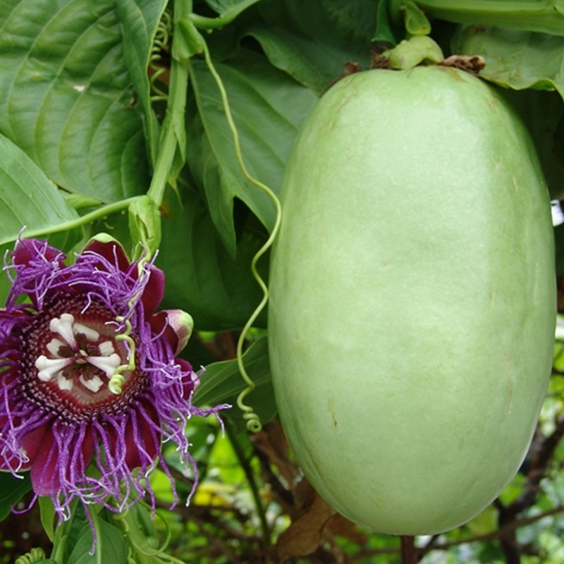 Passiflora, she is a passion flower, she is also a granadilla, you can just passion fruit - Passionflower, , Passion fruit, , Longpost