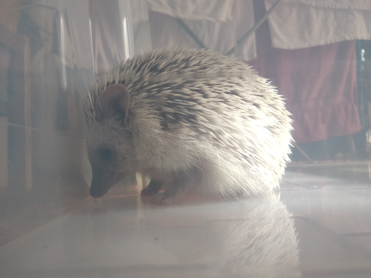 Thorn in the house - My, Hedgehog, African pygmy hedgehog, Pets, Longpost