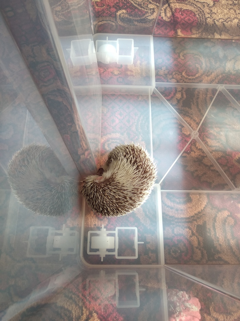 Thorn in the house - My, Hedgehog, African pygmy hedgehog, Pets, Longpost