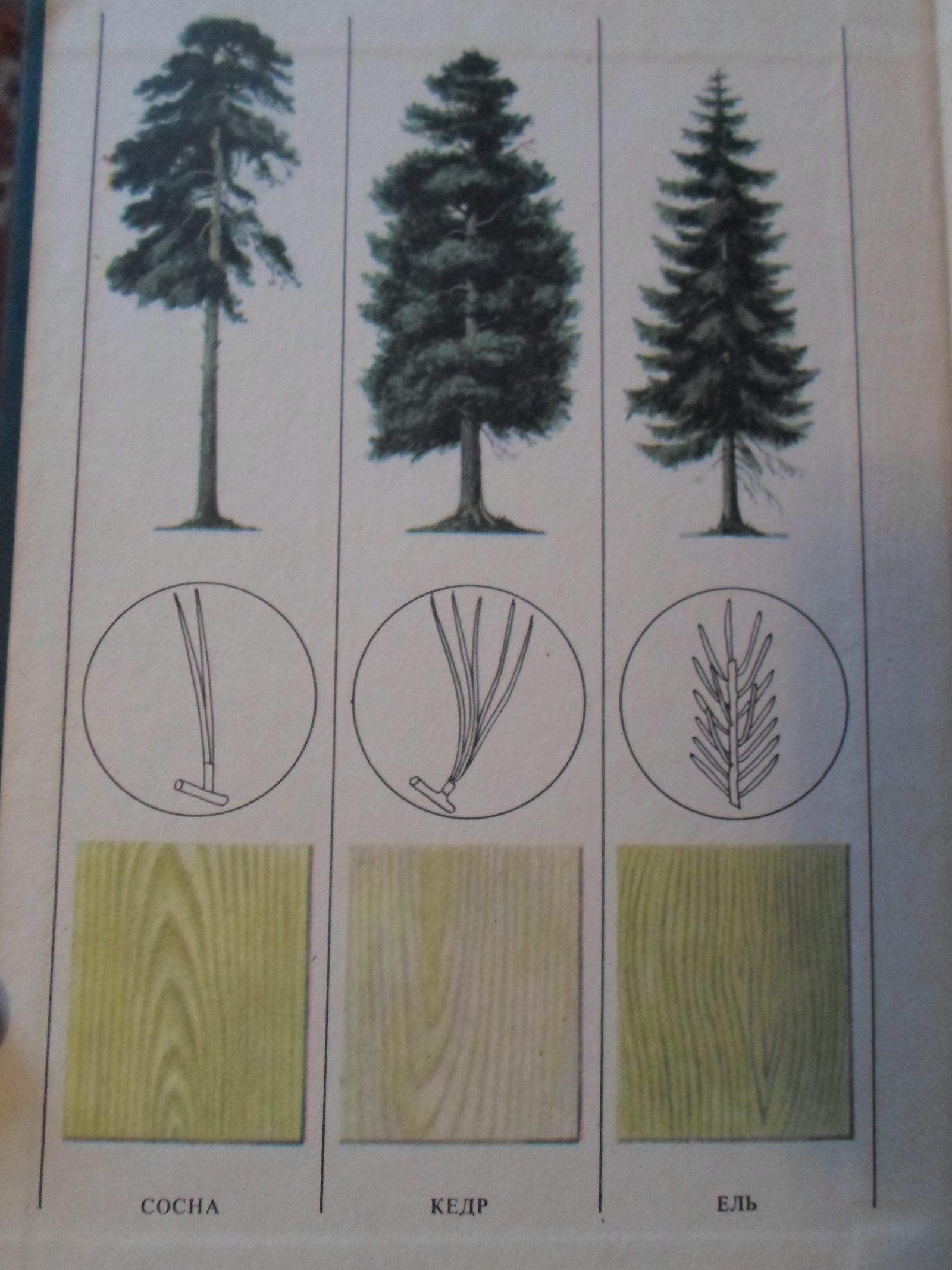 Деревья различных пород