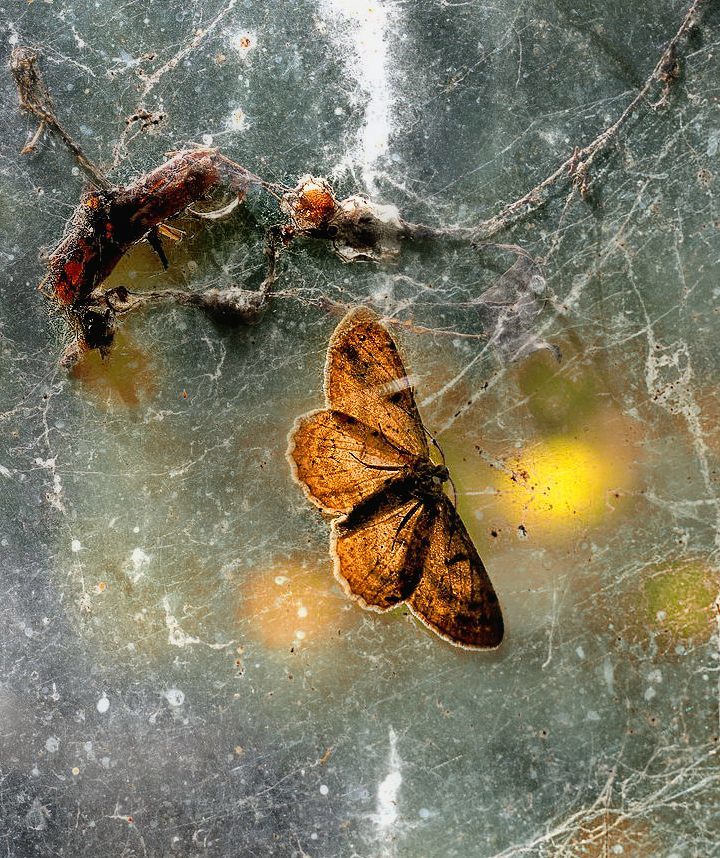 Butterfly. - My, Butterfly, Insects, The photo