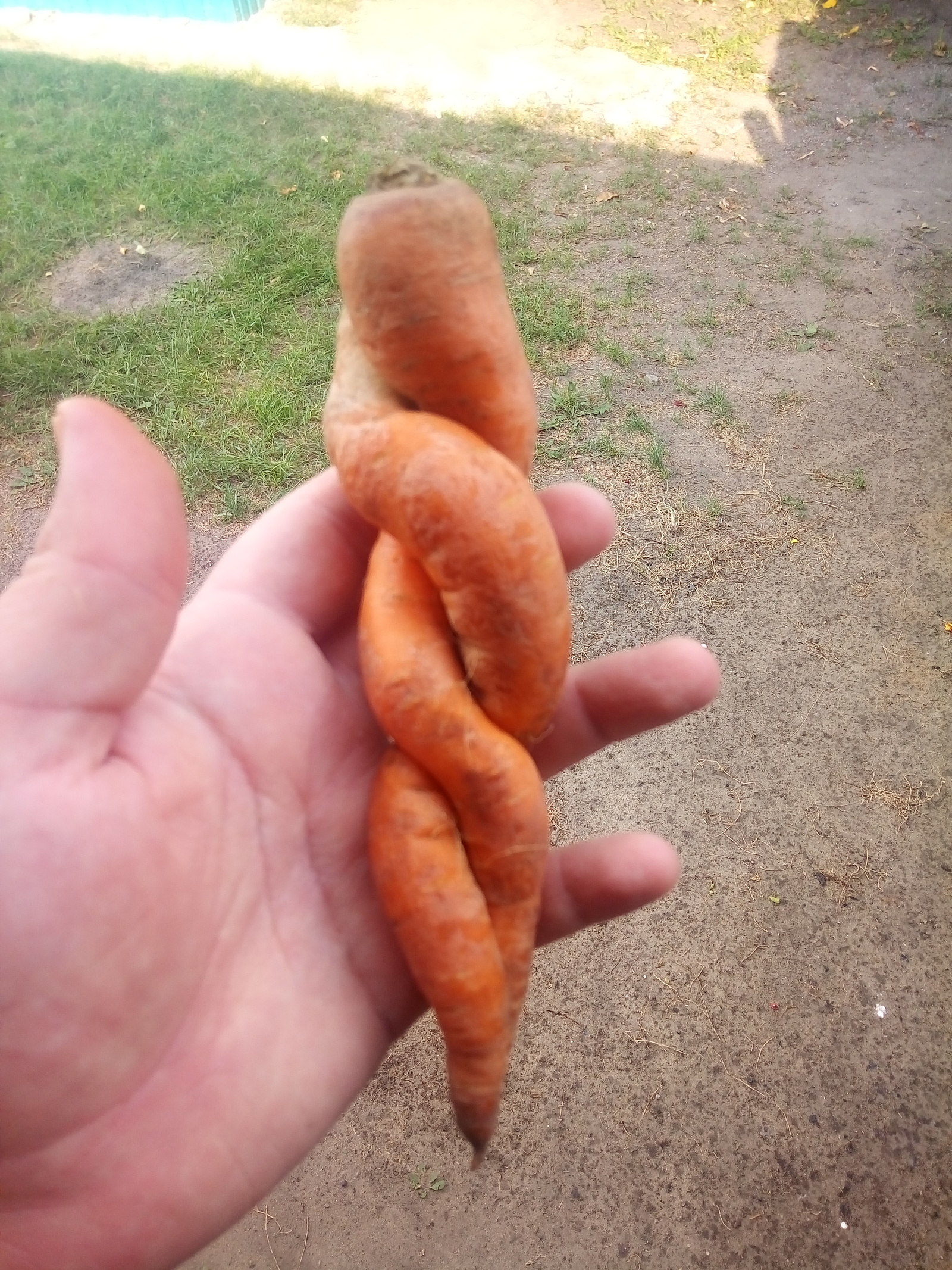 Even carrots have love this summer, but you don't. - My, Summer, Vegetables, Anomaly