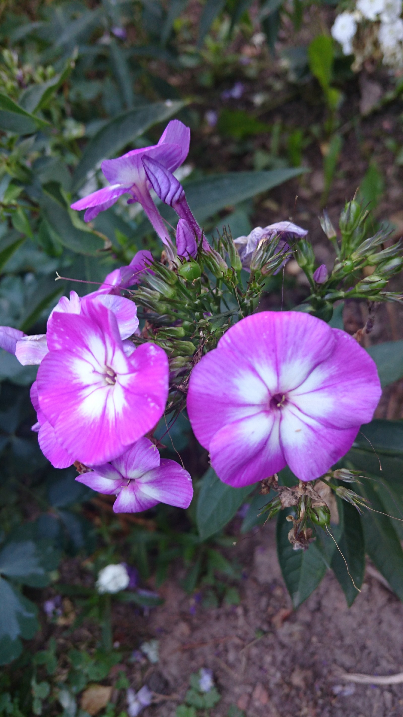 Цвета уходящего лета. | Пикабу