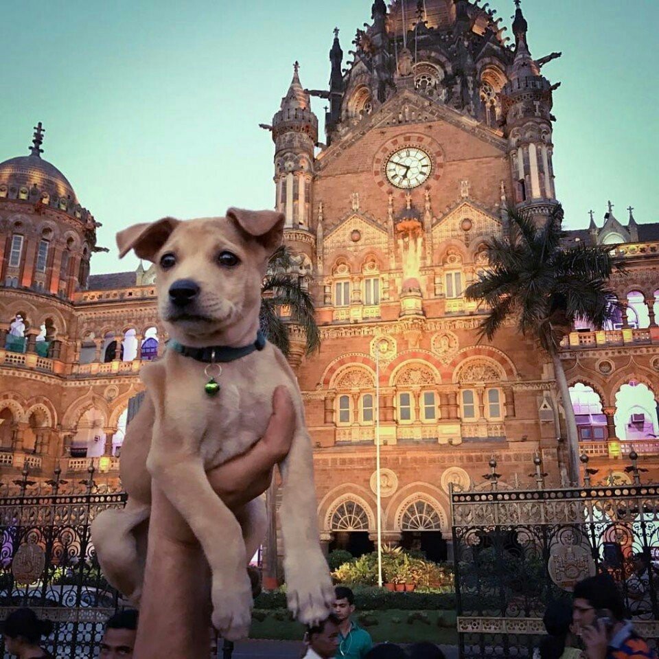 Travelers rescued a dying puppy from India and now he travels with them. - Travels, Dog, Dogs and people, India, Tourism, Interesting, Animals, The photo, Longpost