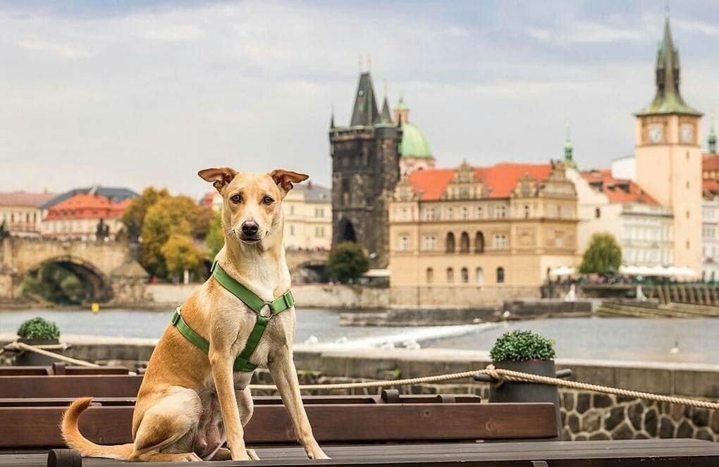 Travelers rescued a dying puppy from India and now he travels with them. - Travels, Dog, Dogs and people, India, Tourism, Interesting, Animals, The photo, Longpost