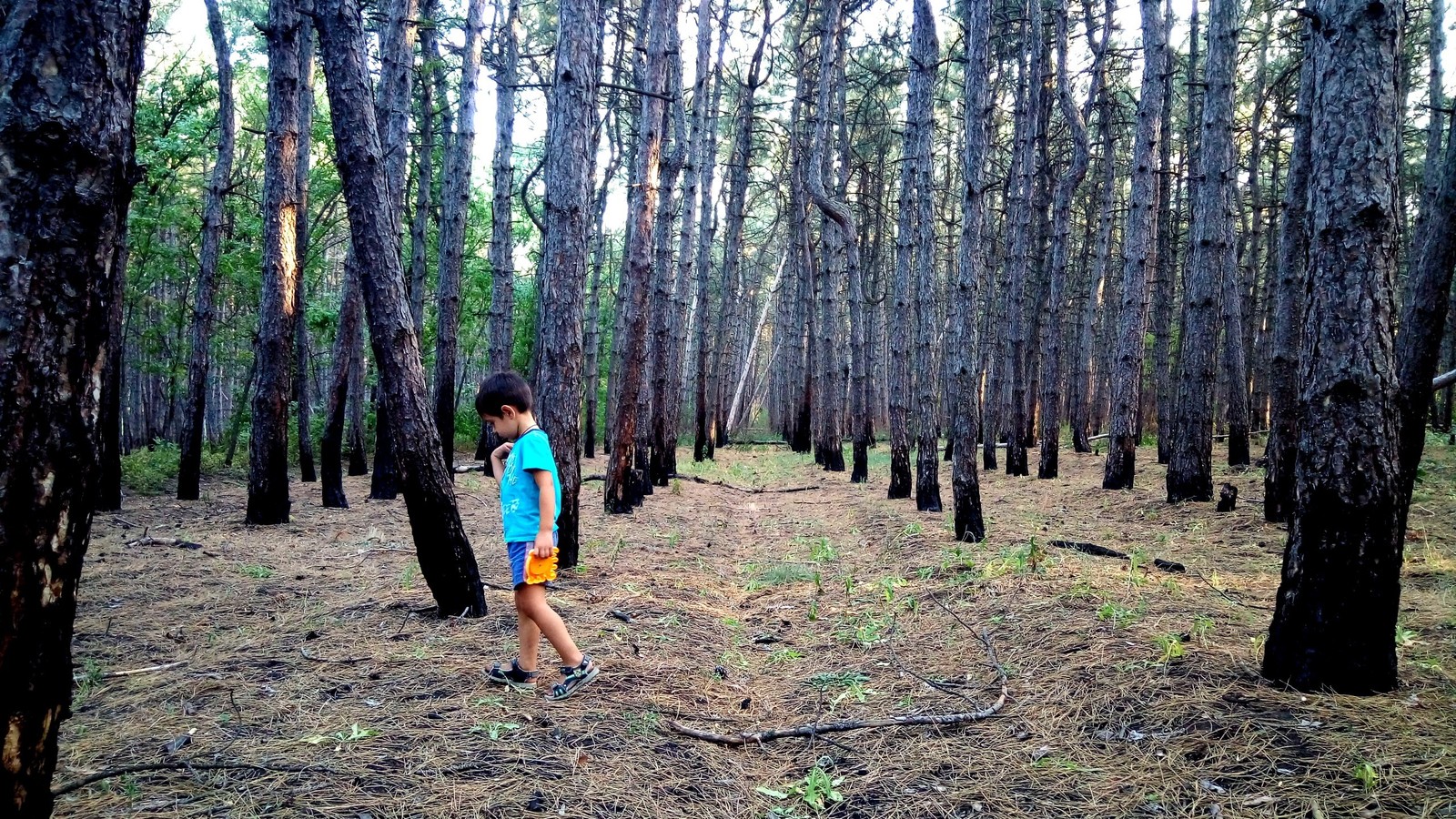 just pictures - My, Pine, beauty, Silence, Walk, Longpost, Appeasement