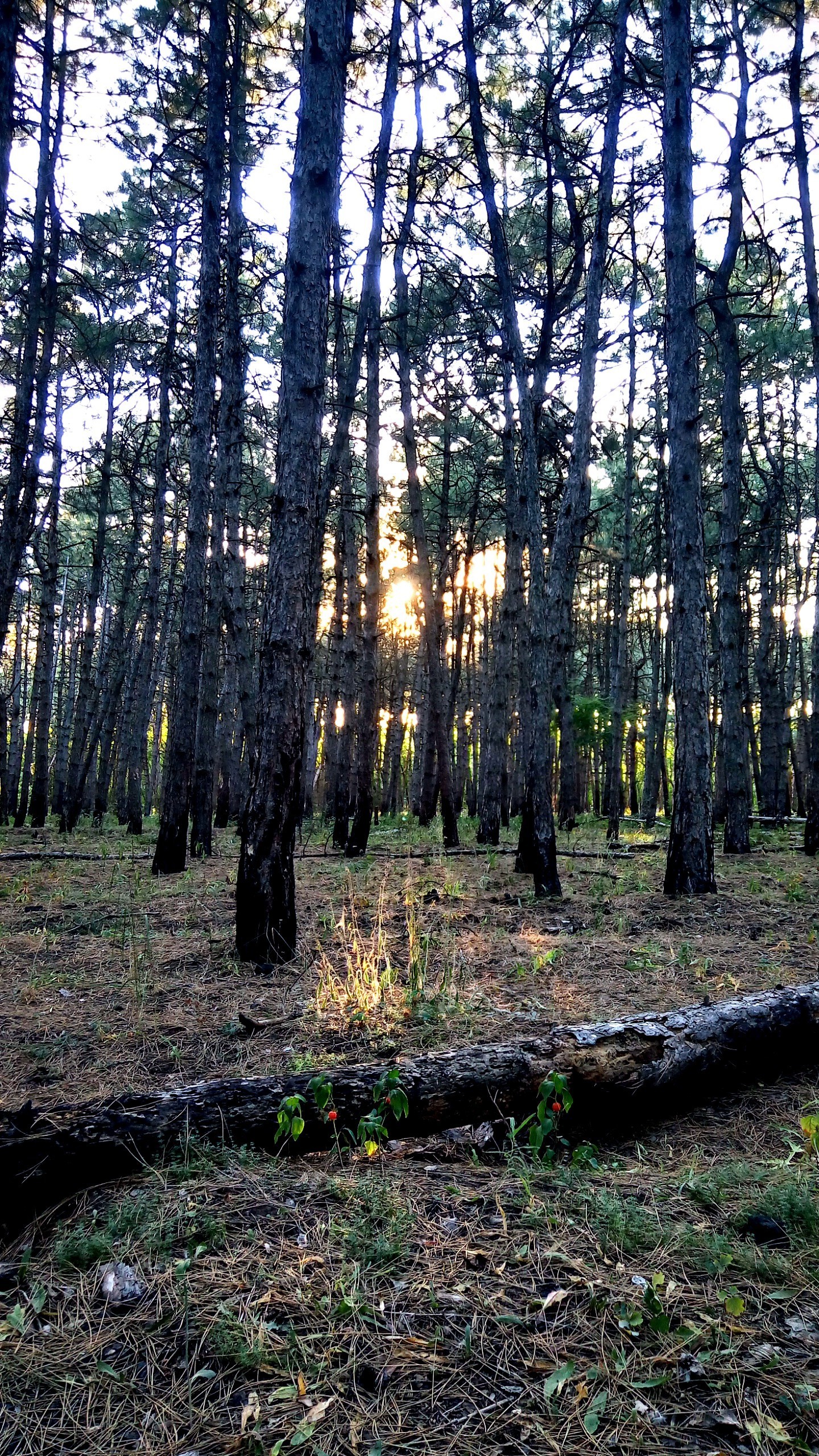 just pictures - My, Pine, beauty, Silence, Walk, Longpost, Appeasement