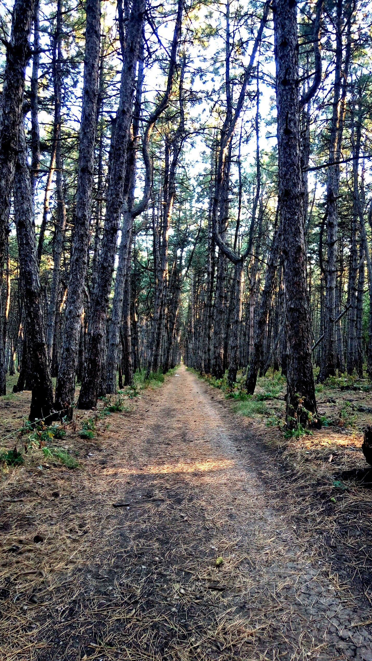 just pictures - My, Pine, beauty, Silence, Walk, Longpost, Appeasement