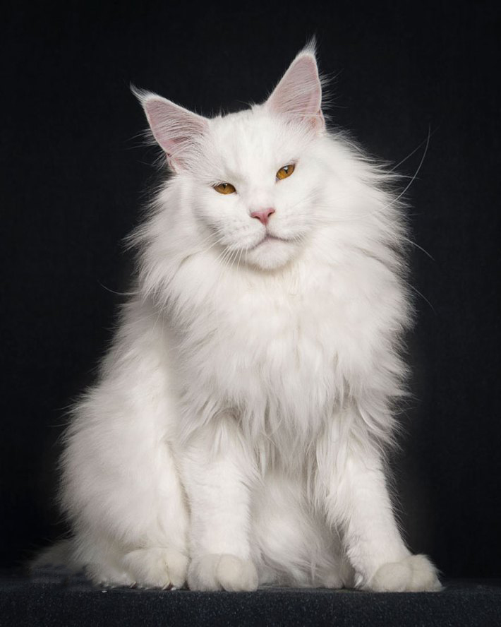 king of cats - Maine Coon, cat, , Longpost