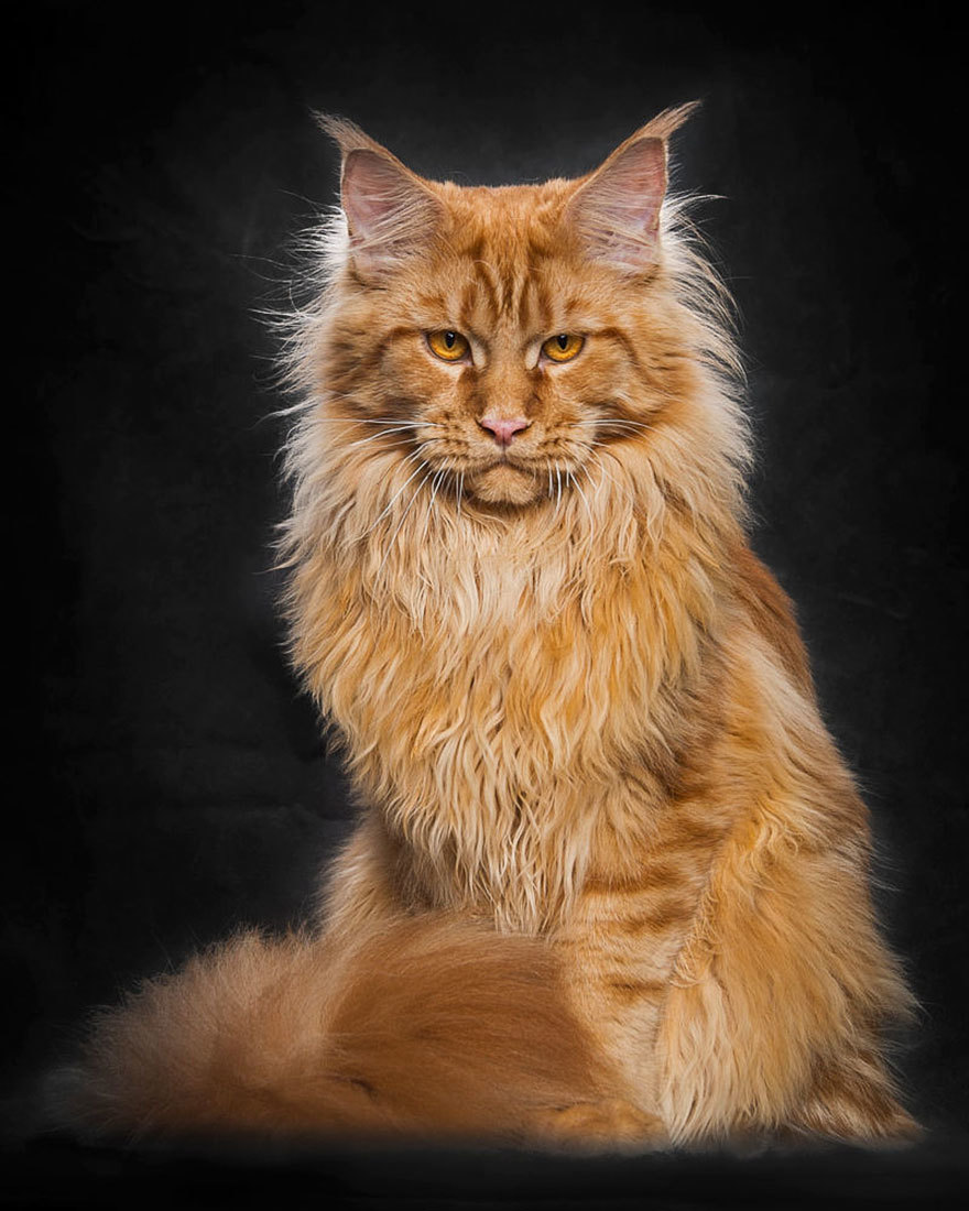 king of cats - Maine Coon, cat, , Longpost