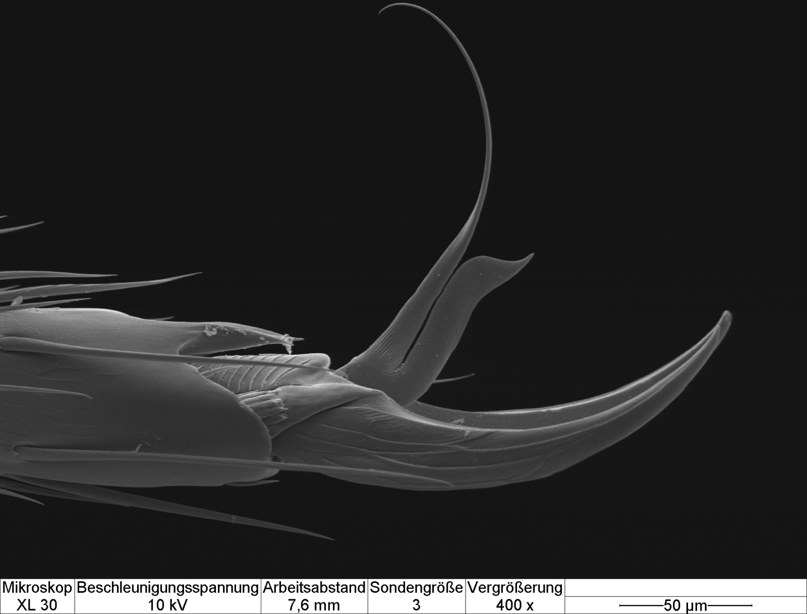 The beetle's claw is a rove beetle. - My, Macro, Microscope, Macro photography