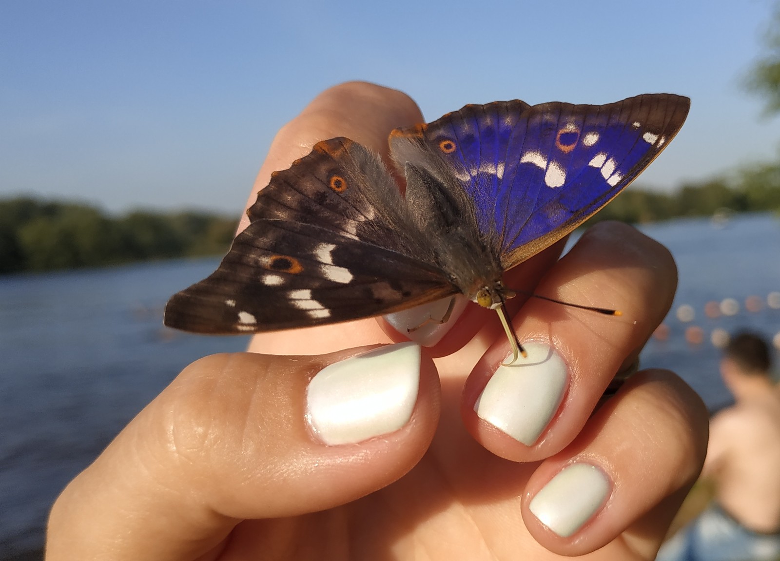 Small miracle - My, Butterfly, Summer, Miracle, beauty, Magic, Longpost