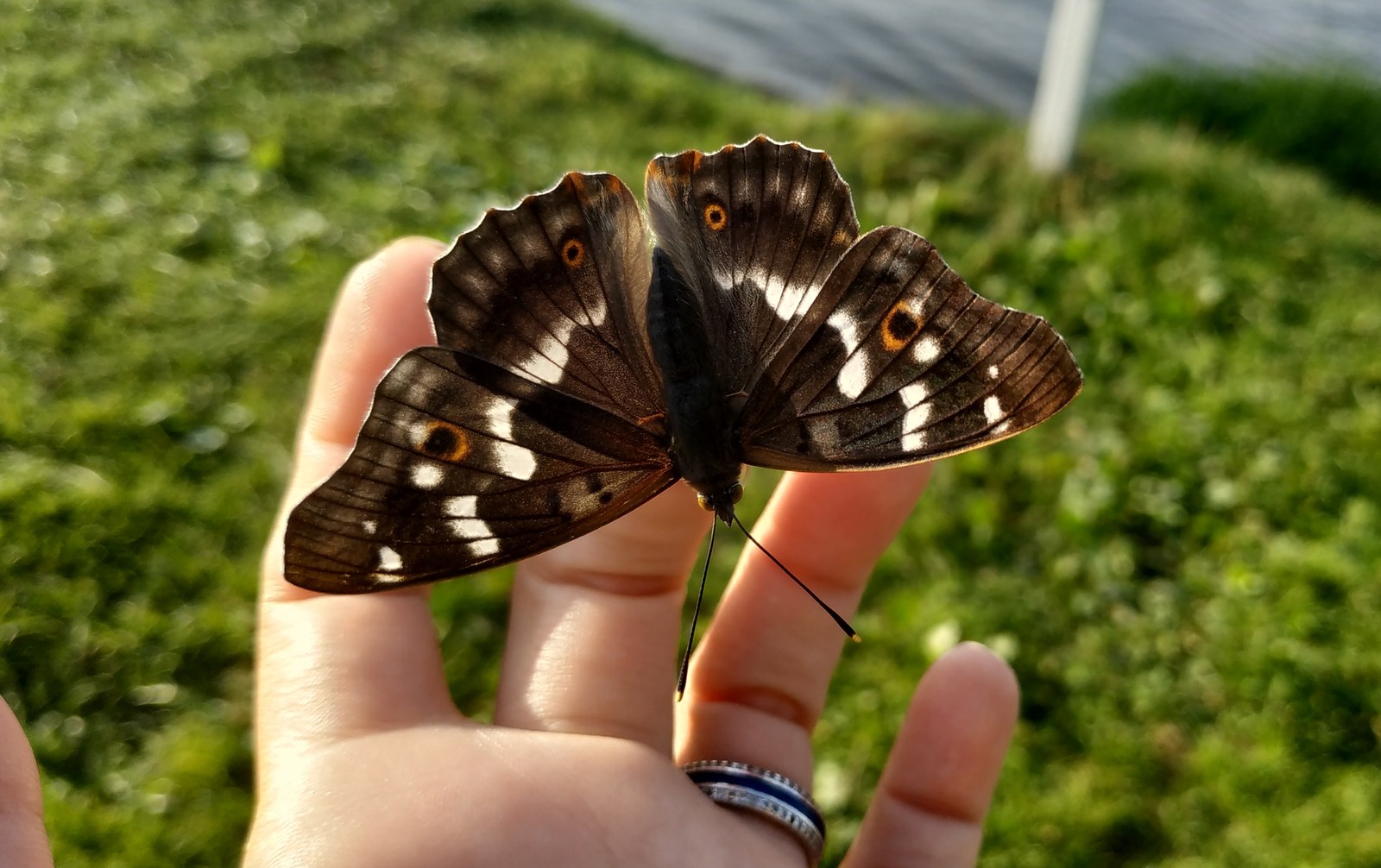 Small miracle - My, Butterfly, Summer, Miracle, beauty, Magic, Longpost