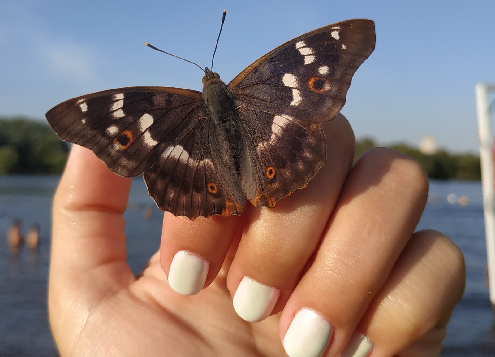 Small miracle - My, Butterfly, Summer, Miracle, beauty, Magic, Longpost