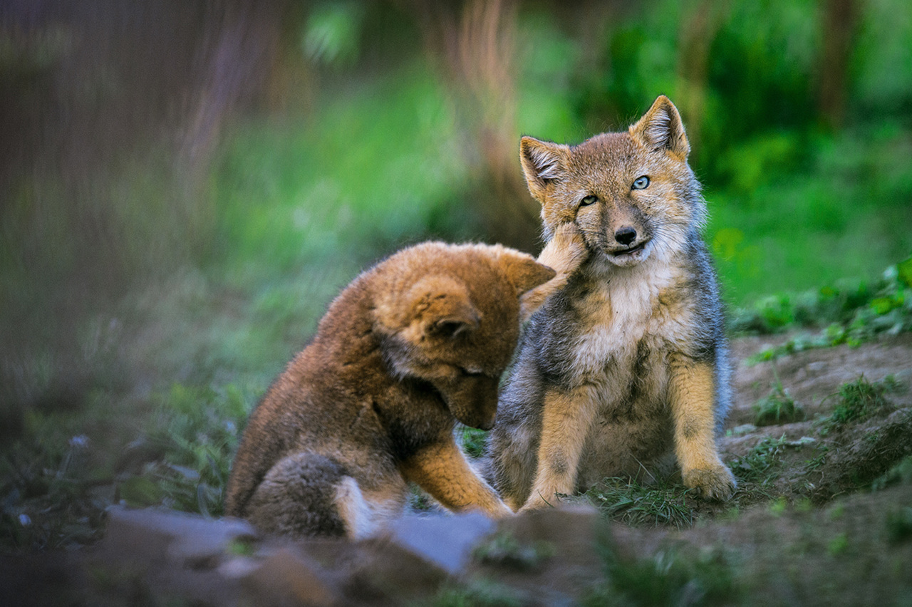 Маленькие покусатели ^.^ - Лиса, Милота, Тибетская лисица, Животные, Фотография