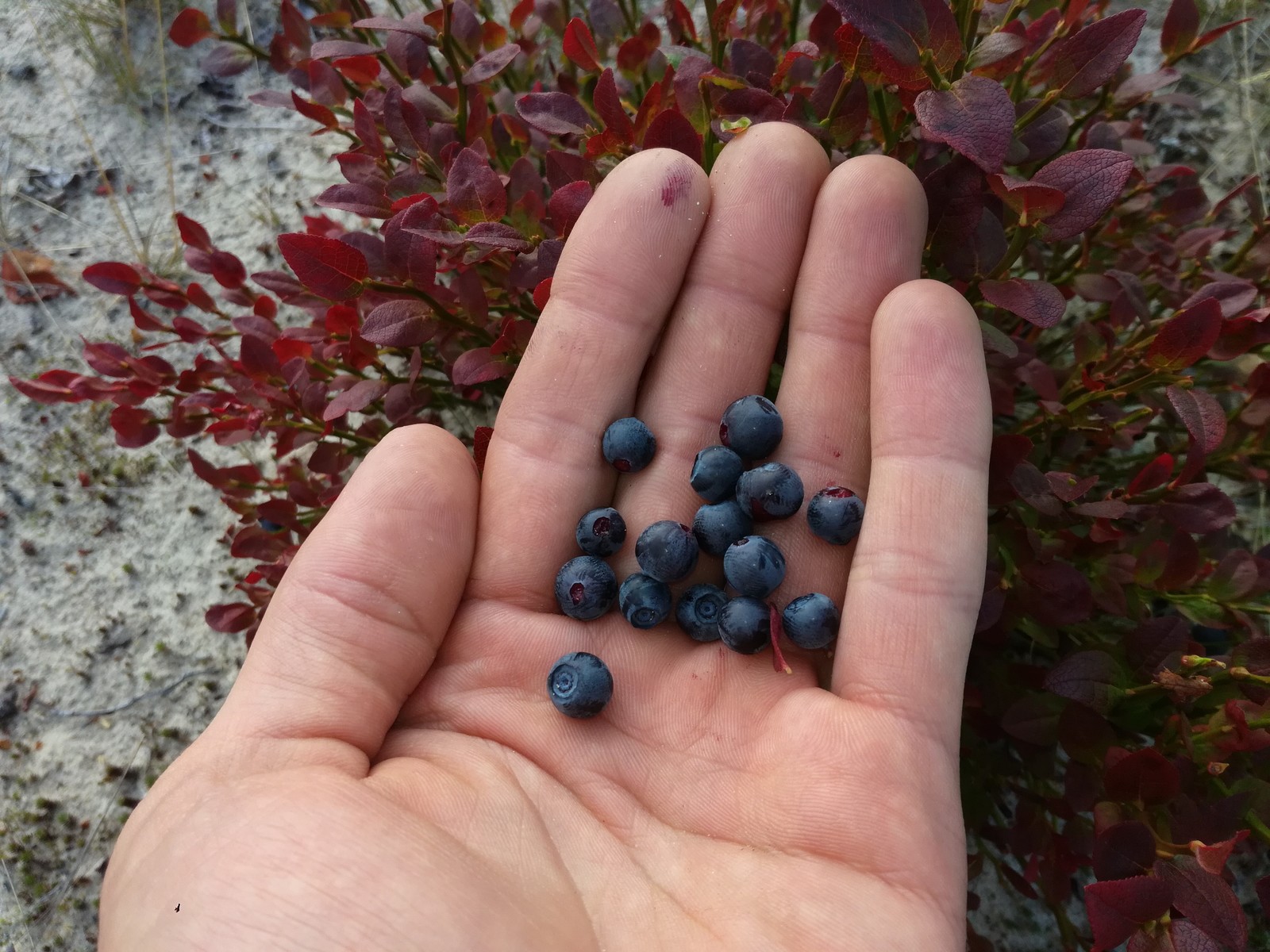 Summer gifts of the tundra, part two. - My, Berries, North, Forest, Taiga, Longpost