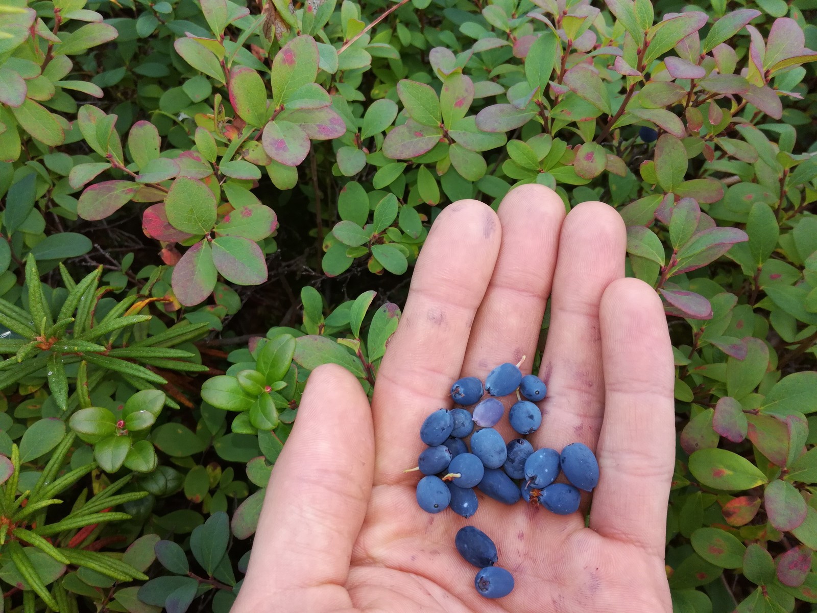 Summer gifts of the tundra, part two. - My, Berries, North, Forest, Taiga, Longpost