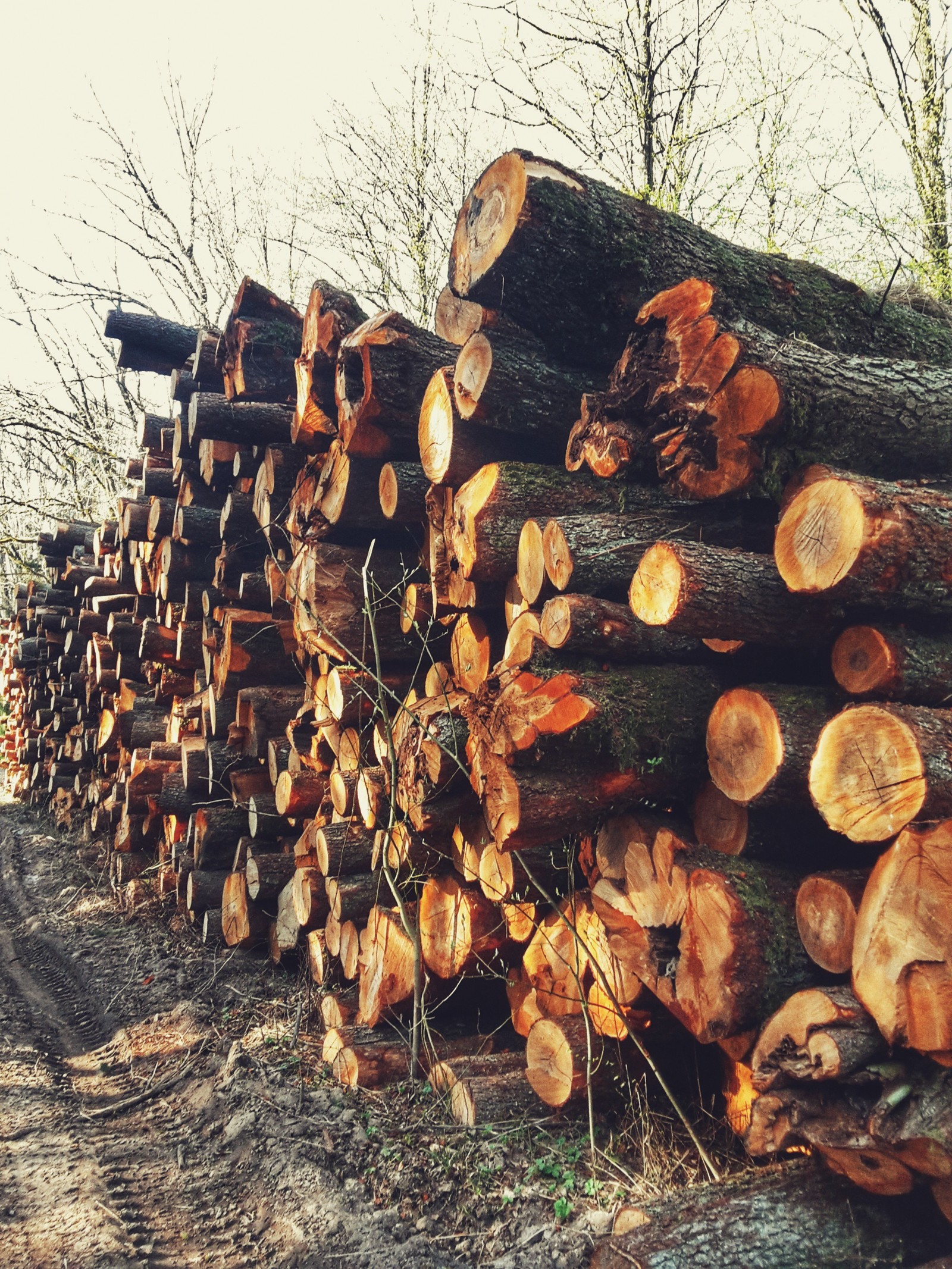 Somewhere in the woods - My, Forest, Kaliningrad region, Tree, The photo