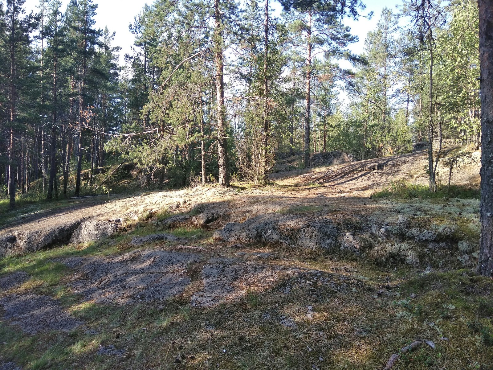 In the forests of Karelia - My, Forest, Vipers, Sculpture, , Longpost