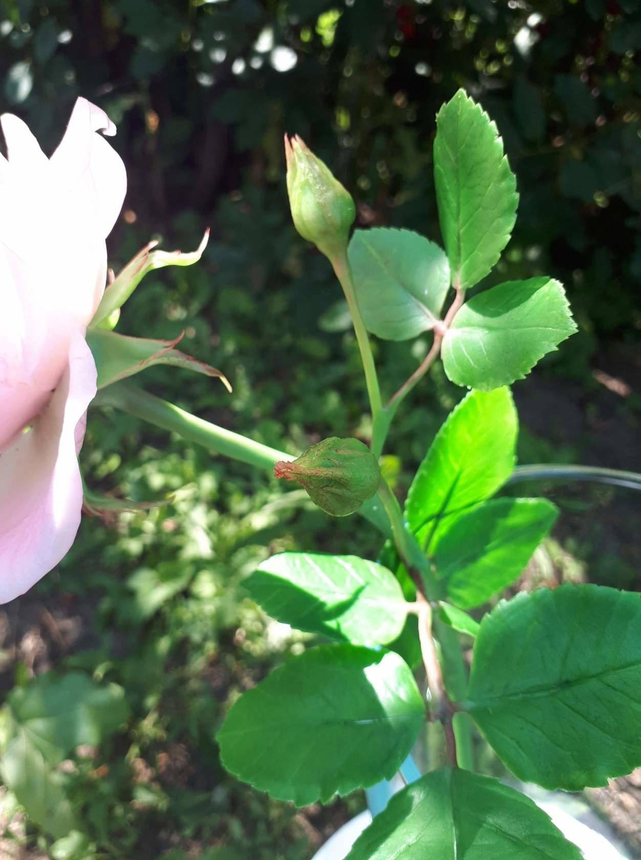 Handmade pink rose - My, Cold porcelain, Polymer clay, Needlework without process, Flowers, Handmade, the Rose, Longpost