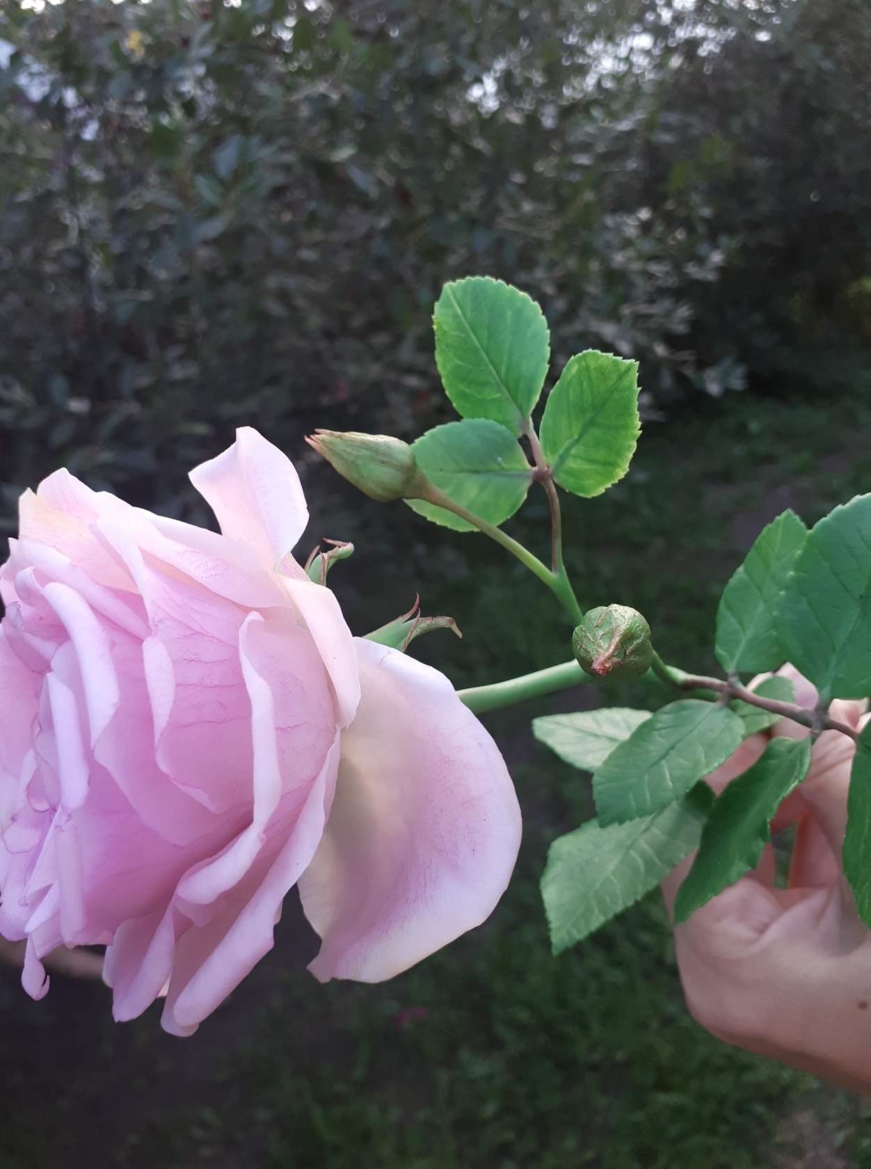 Handmade pink rose - My, Cold porcelain, Polymer clay, Needlework without process, Flowers, Handmade, the Rose, Longpost