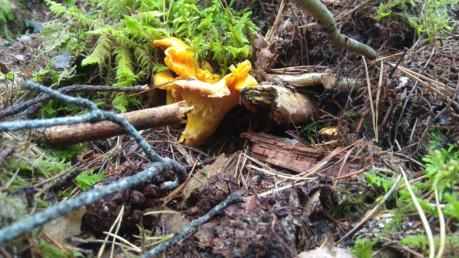 Some photos for my subscribers-12 - My, Mushrooms, Forest, Autumn, Longpost