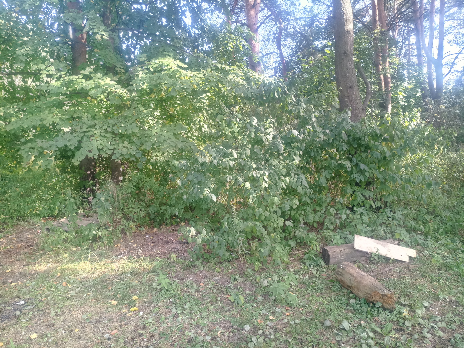 Summer cleaning. After the Arkhangelsk - My, Pure Man's League, cleaning, Protection of Nature, Longpost